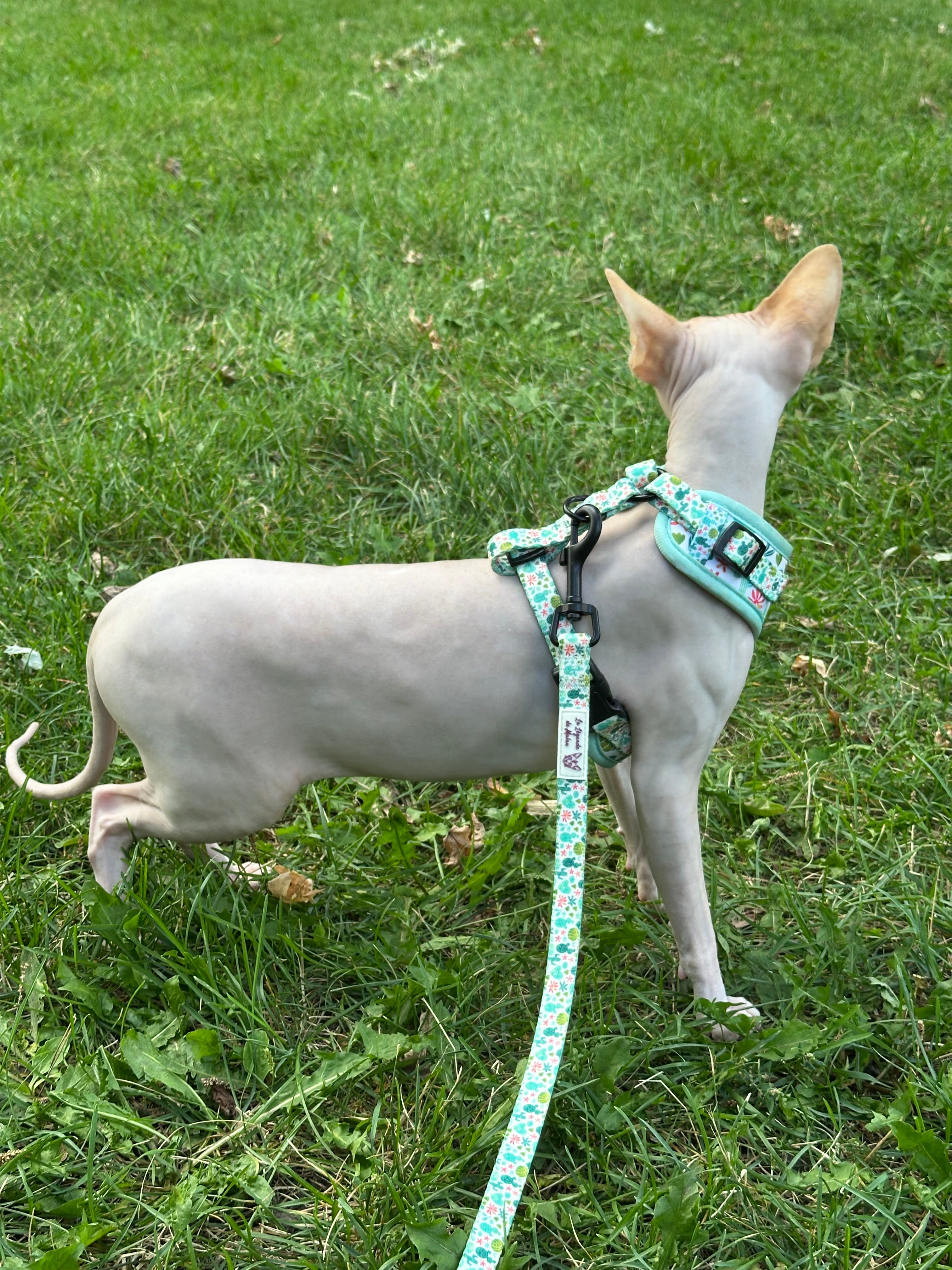 Laisse chat-Cactus Bloom🌵🌸