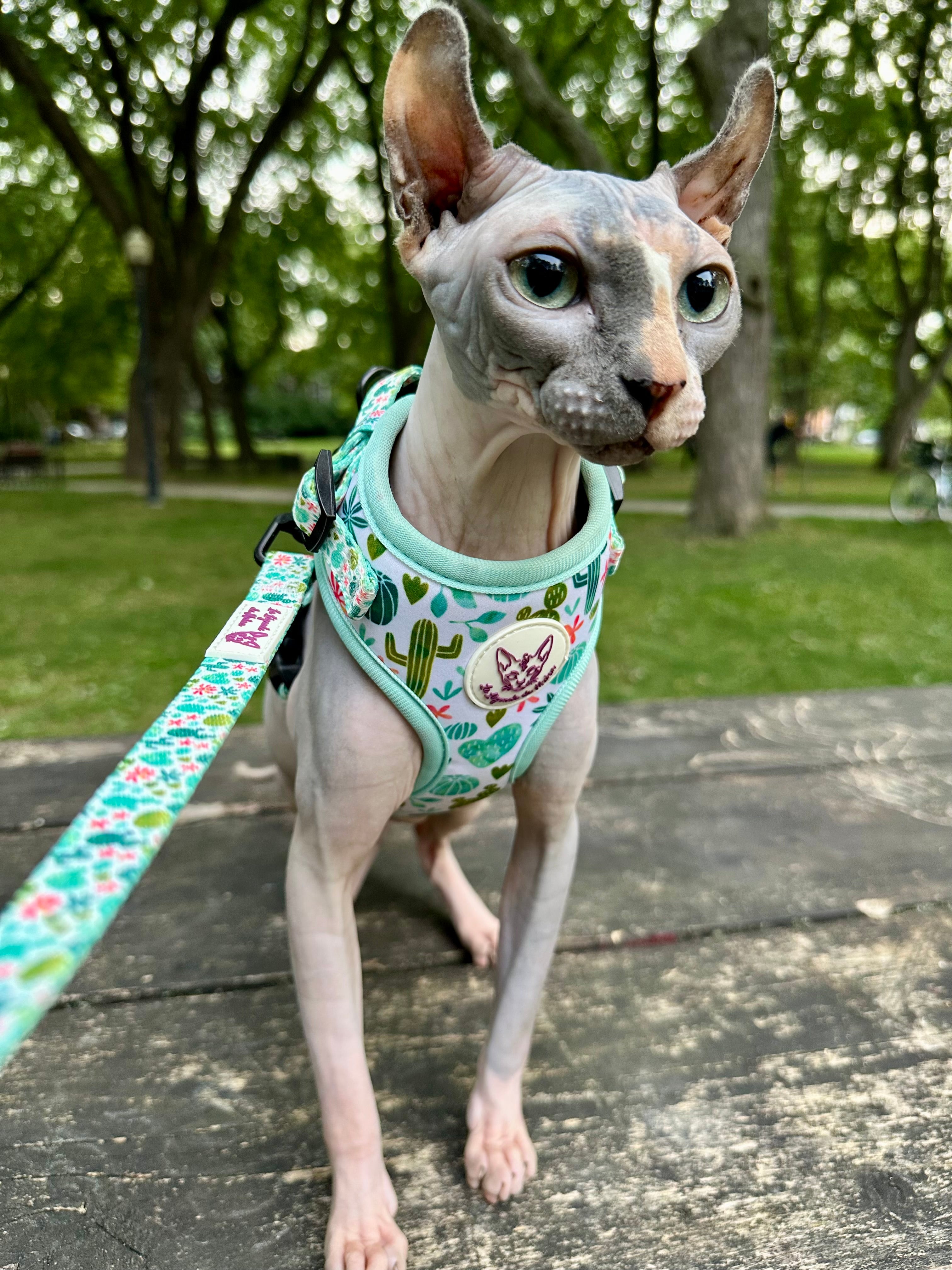 Harnais chat-Cactus Bloom🌵🌸
