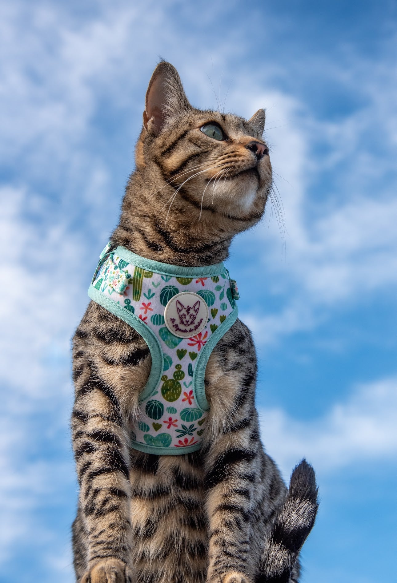 Harnais chat-Cactus Bloom🌵🌸