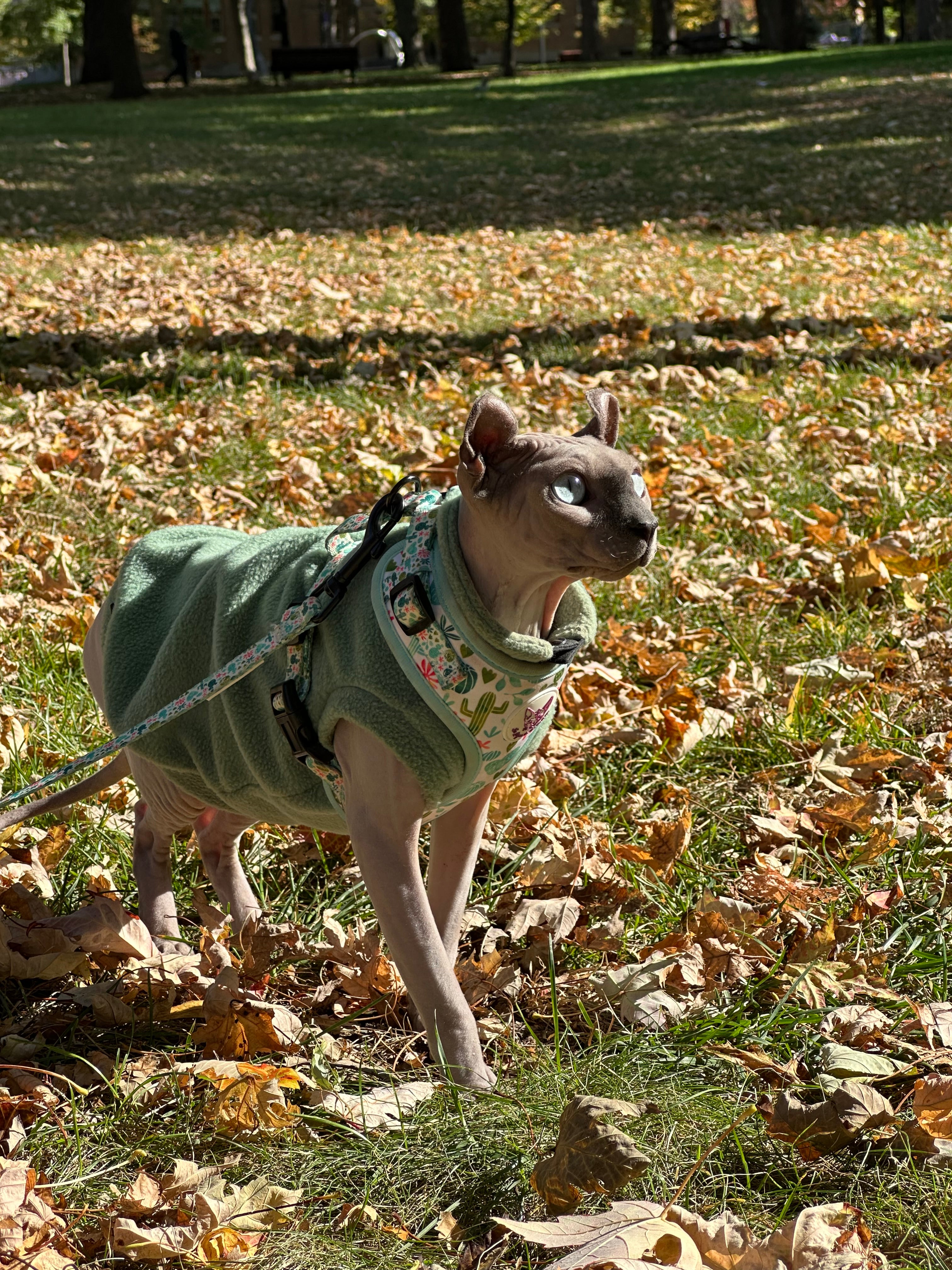 Harnais chat-Cactus Bloom🌵🌸